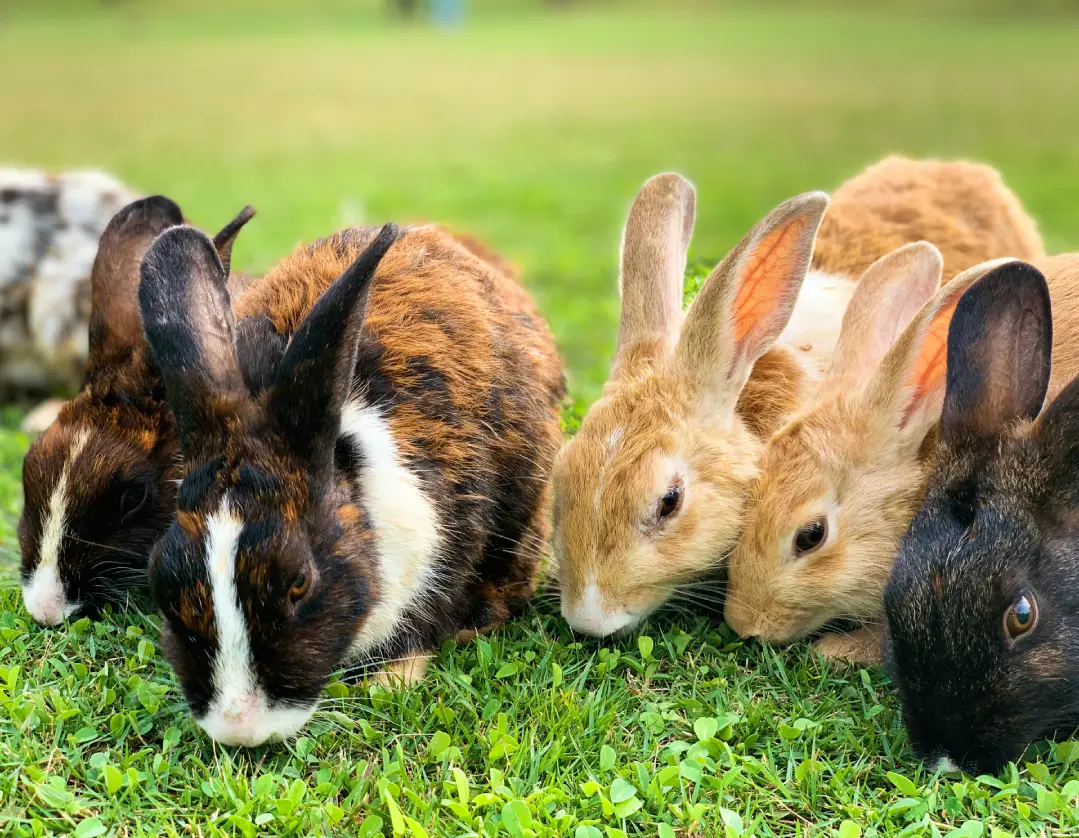 A group of rabbits laying in the grass.