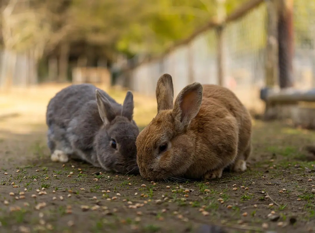 Two rabbits are sitting on the ground together.