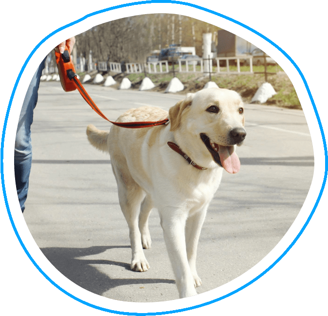 A dog is walking on the street with its owner.